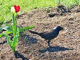 Grackle On The Ground_DSCF01644